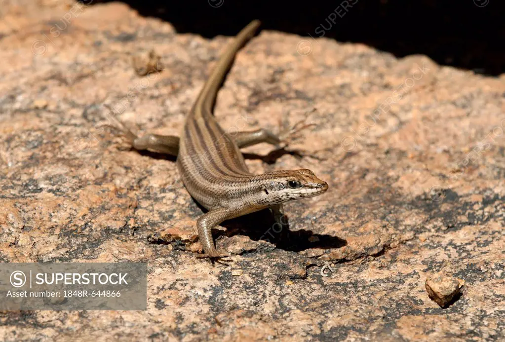 Western Rock Skink (Trachylepis sulcata), Goegap Nature Reserve, Namaqualand, South Africa, Africa