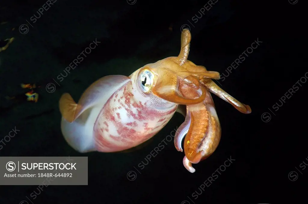 Bigfin reef squid (Sepioteuthis lessoniana), Red Sea, Egypt, Africa