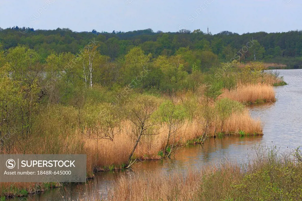 Nature reserve with a water-bayou and natural reeds on the bank in spring, Mecklenburg Lake District, Mecklenburg-Western Pomerania, Germany, Europe