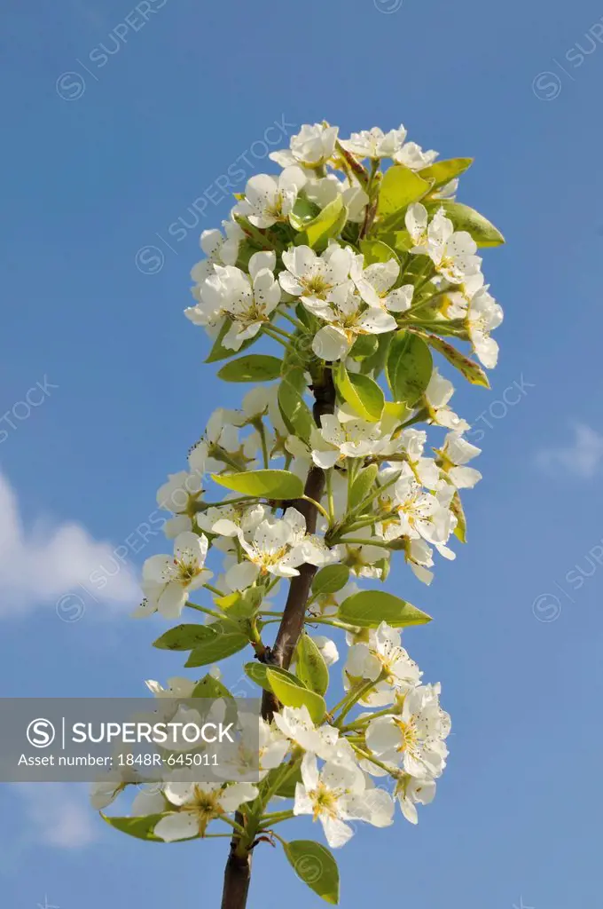 Apple blossoms (Malus) on a branch