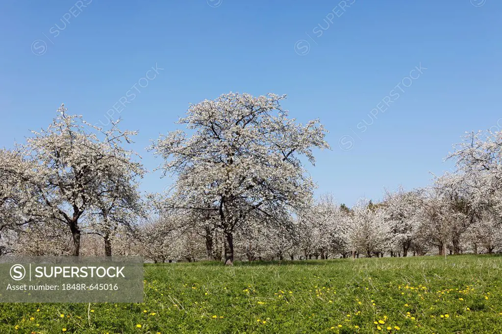 Cherry trees in blossom, Sweet cherry (Prunus avium), Hohenschwarz, Franconian Switzerland, Upper Franconia, Franconia, Bavaria, Germany, Europe
