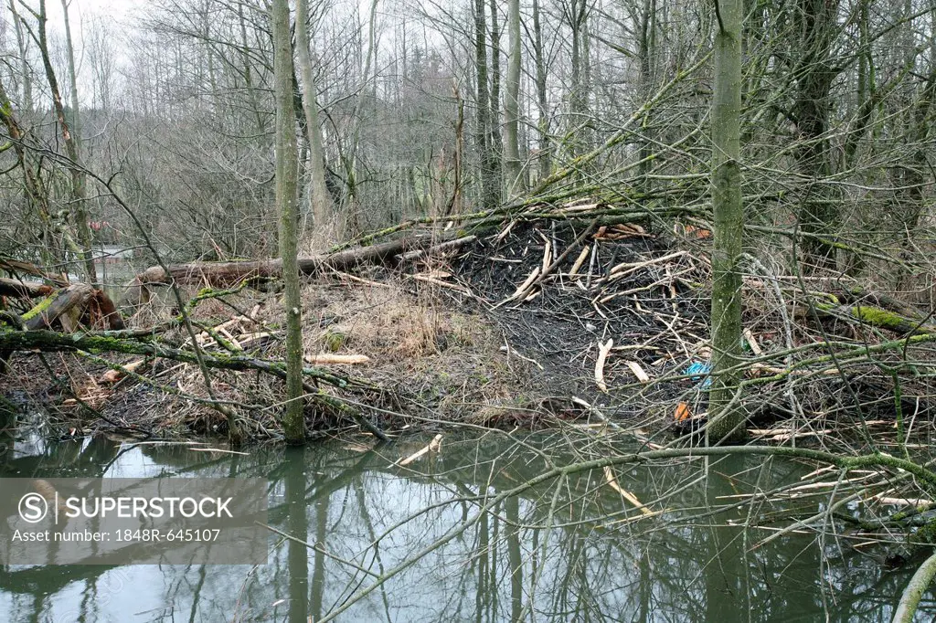 Beaver dam in a pond, Allgaeu, Bavaria, Germany, Europe