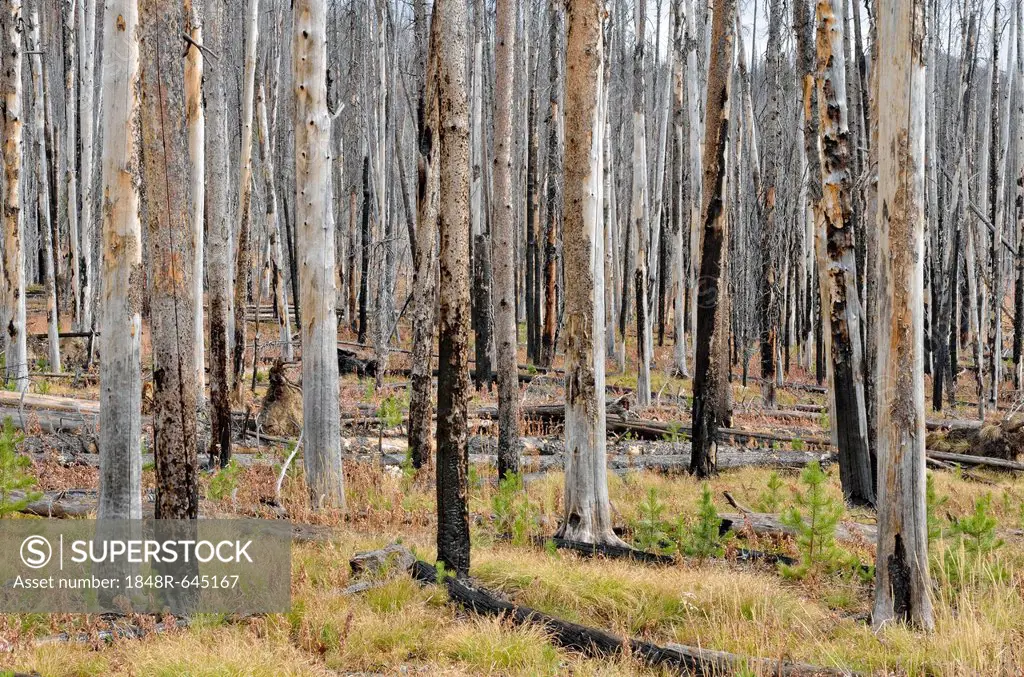 Pine trees (Pinus sp.) damaged by a forest fire, Sylvan Pass, Yellowstone National Park, Wyoming, USA