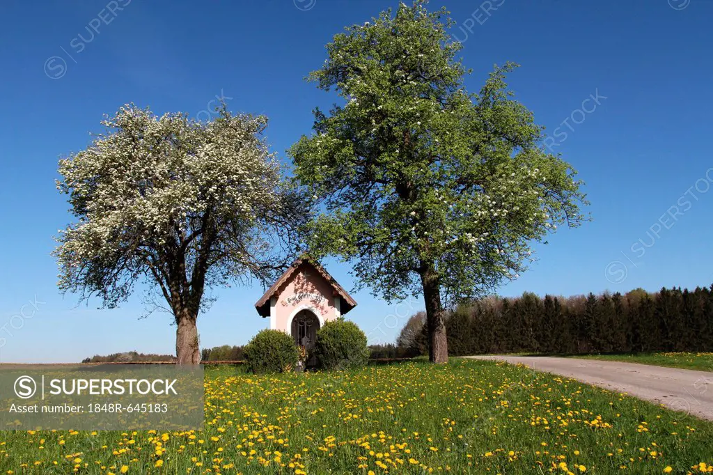 Chapel under blossoming pear trees (Pyrus communis), Mostviertel, Must Quarter, Lower Austria, Austria, Europe