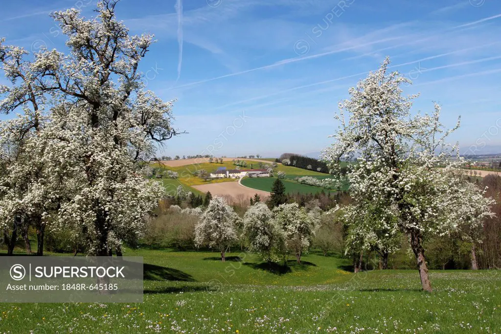 Blossoming pear trees (Pyrus communis), Mostviertel, Must Quarter, Lower Austria, Austria, Europe