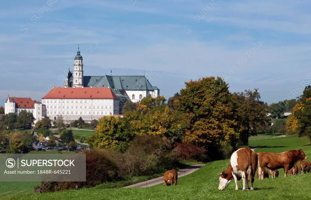 Cattle on a pasture near Neresheim Monastery, Ostalbkreis, Baden-Wuerttemberg, Germany, Europe