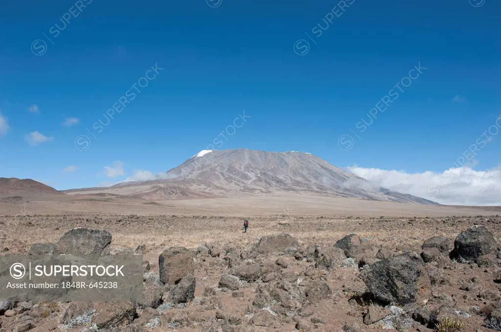 Lone hiker, view across the Kibo Saddle to the summit of Mt. Kilimanjaro, Marangu Route, Tanzania, East Africa, Africa