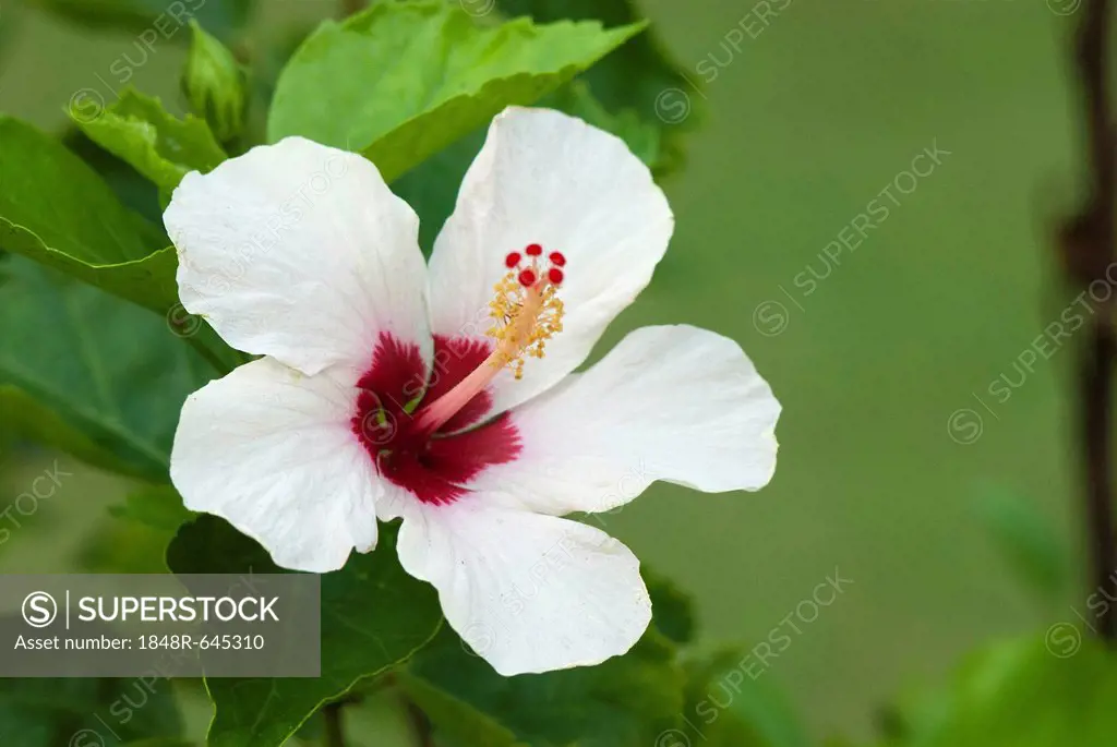 White hibiscus flower (Hibiscus), Somatheeram Ayurvedic Health Resort, Chowara, Malabar, South India, India, Asia