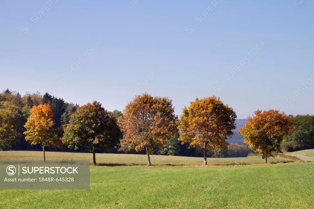 Autumnal landscape near Inneringen, Schwaebische Alb, Swabian Alb, Baden-Wuerttemberg, Germany, Europe