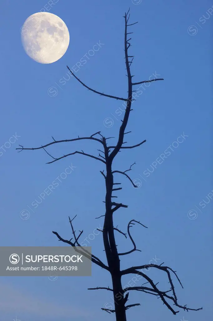 Old tree with the moon, composing, Baden-Wuerttemberg, Germany, Europe