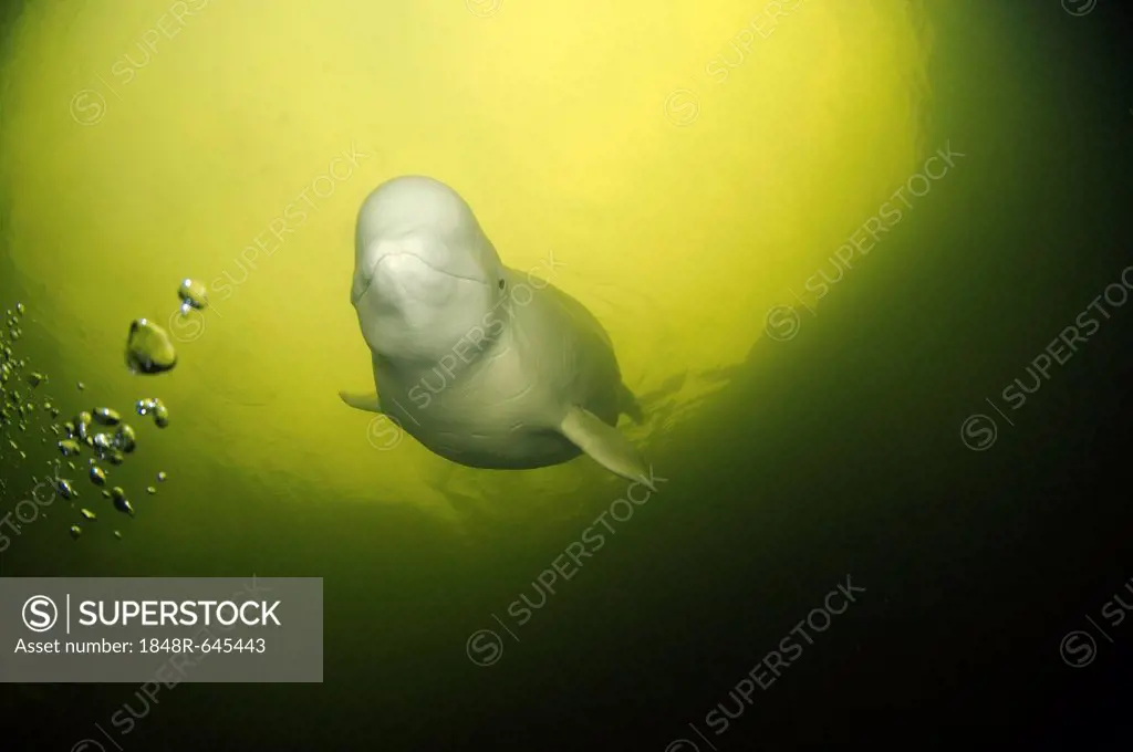 Beluga, White whale (Delphinapterus leucas), White Sea, Kareliya, Karelia, north Russia, Arctic