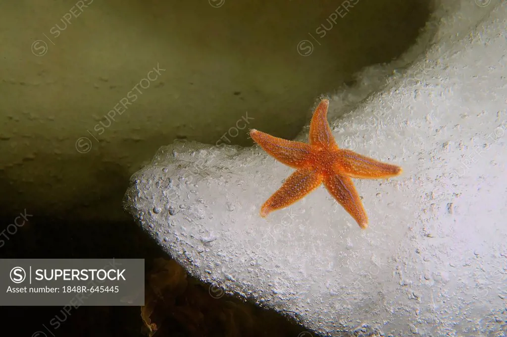Common Starfish (Asterias rubens), White Sea, Kareliya, Karelia, north Russia, Arctic