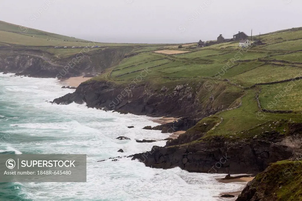 Coastline of the Dingle Peninsula, County Kerry, Ireland, Europe