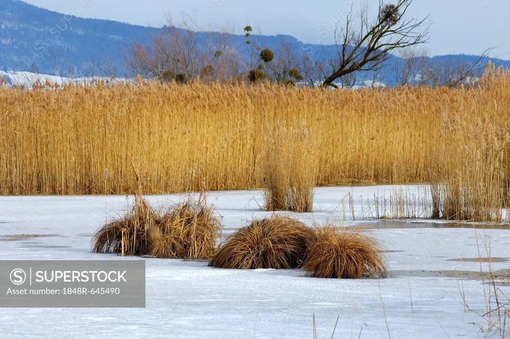 Reed belt near the icy shore area of Lake Lake Neuchtel near Yverdon-les-Bains, Pays de Vaud canton, Switzerland, Europe