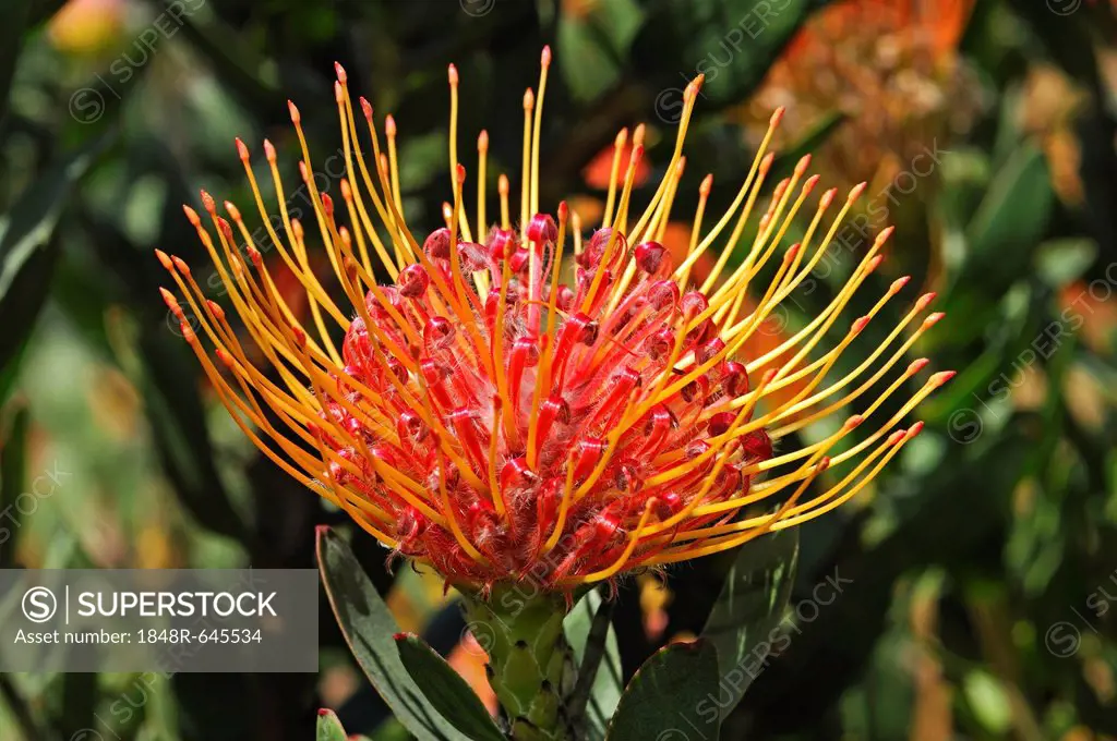Pincushion Protea (Leucospermum cordifolium), Western Cape Province, South Africa, Africa