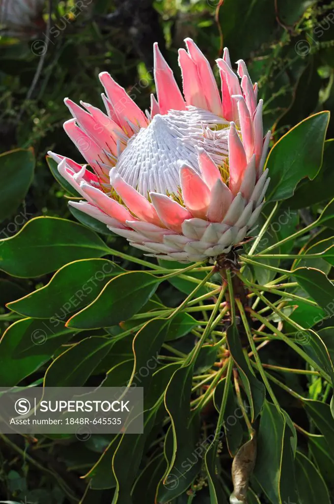 King Protea (Protea cynaroides), Cape Point Nature Reserve, Western Cape Province, South Africa, Africa