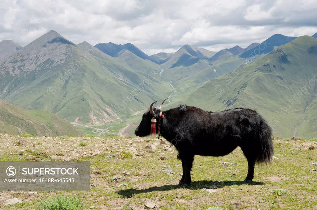 Yak (Bos mutus) standing on grass in front of high mountains, near Ganden Monastery, Himalaya Range, Central Tibet, Ue-Tsang, Tibet Autonomous Region,...