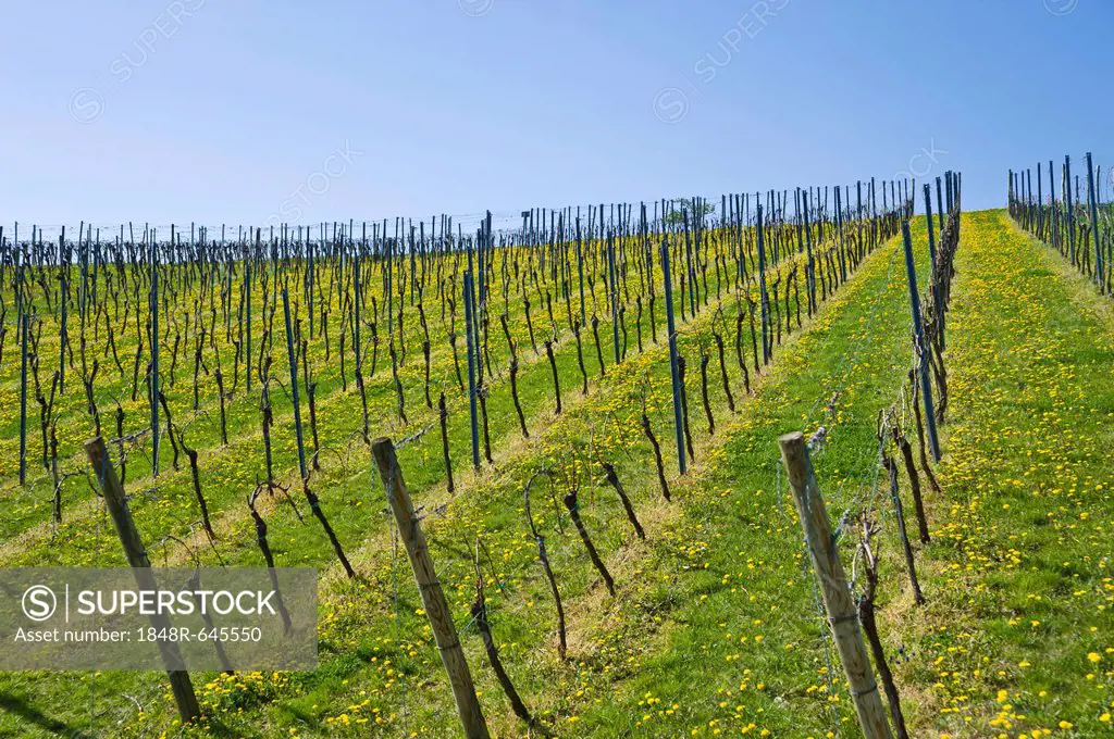 Vineyard, Gleiszellen-Horbach, Deutsche Weinstrasse, German Wine Road, Pfalz, Rhineland-Palatinate, Germany, Europe