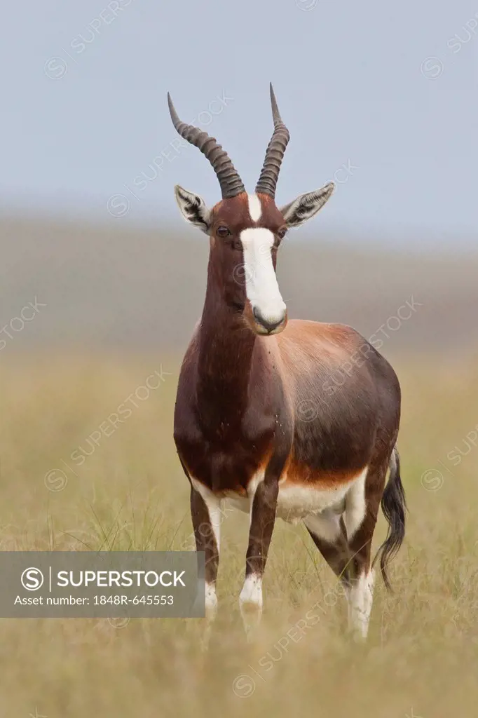 Bontebok (Damaliscus dorcas) at Bontebok National Park, South Africa