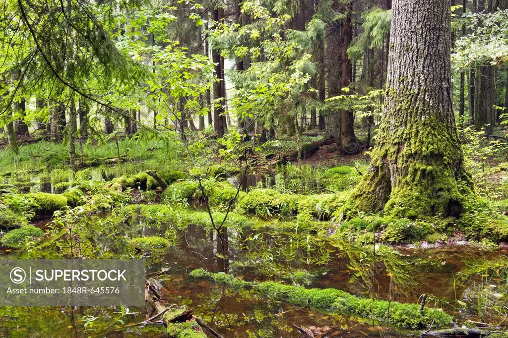 Bialowieza Forest, Bialowieza National Park, Poland, Europe