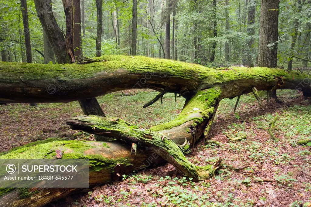 Fallen tree, moss-covered, Bialowieza Forest, Bialowieza National Park, Poland, Europe