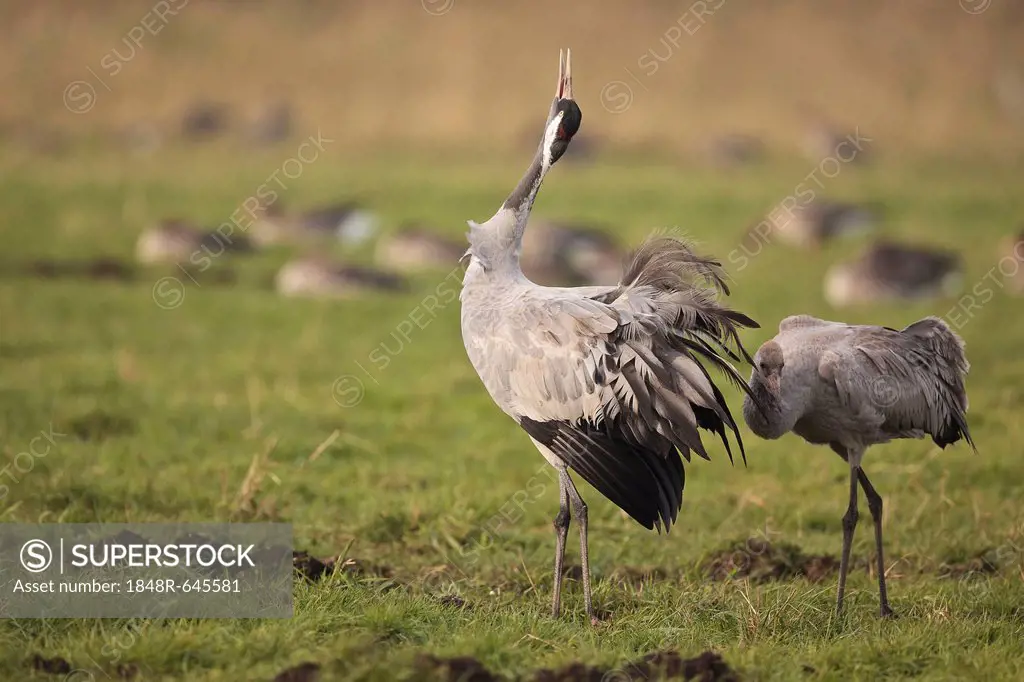 Cranes (Grus grus), Mecklenburg-Western Pomerania, Germany, Europe