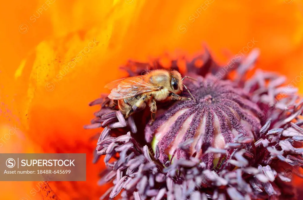 Western honey bee (Apis mellifera) collecting pollen on a red flower, Oriental poppy (Papaver orientale)