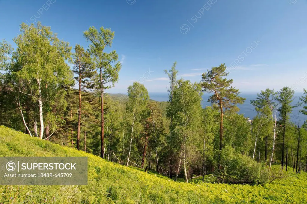 Forest landscape, settlement of Listvyanka, Baikal, Irkutsk region, Siberia, Russian Federation, Eurasia