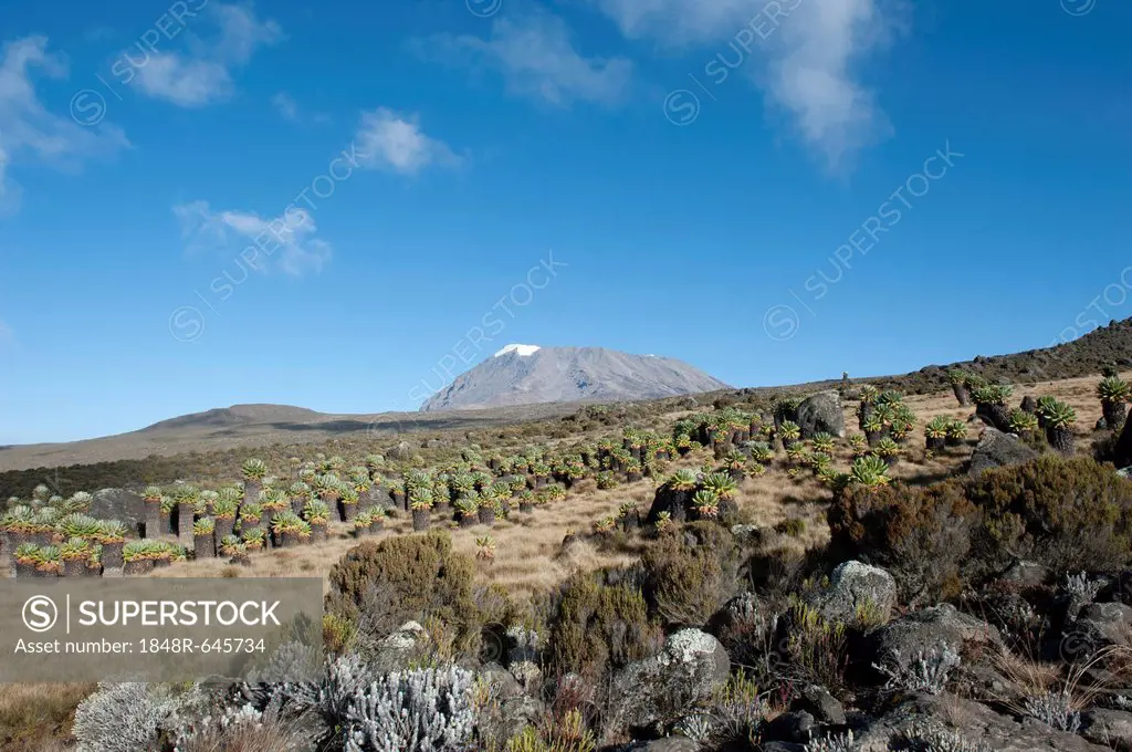Kibo Peak, extinct volcano, forest of Giant Groundsel (Dendrosenecio Kilimanjari), Kilimanjaro National Park, Marangu Route, Tanzania, East Africa, Af...