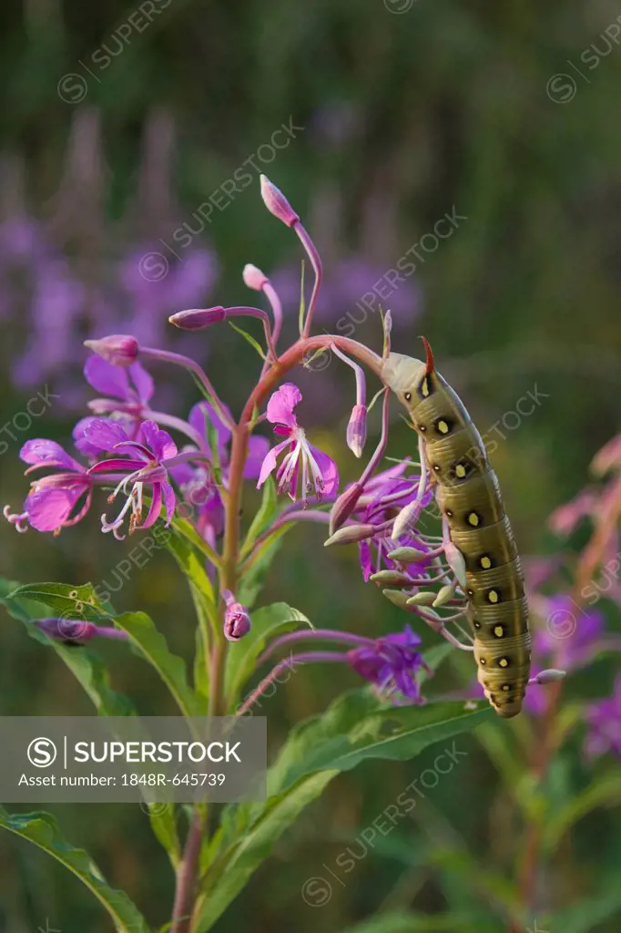 Bedstraw Hawk-Moth or Gallium Sphinx (Hyles gallii), caterpillar on Fireweed or Rosebay Willowherb (Epilobium angustifolium)