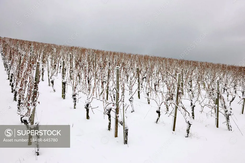 Vineyard in winter, near Korb, Baden-Wuerttemberg, Germany, Europe