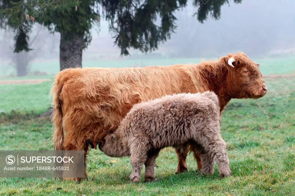 Scottish Highland cattle (Bos primigenius f. taurus) suckling calf, Allgaeu, Bavaria, Germany, Europe