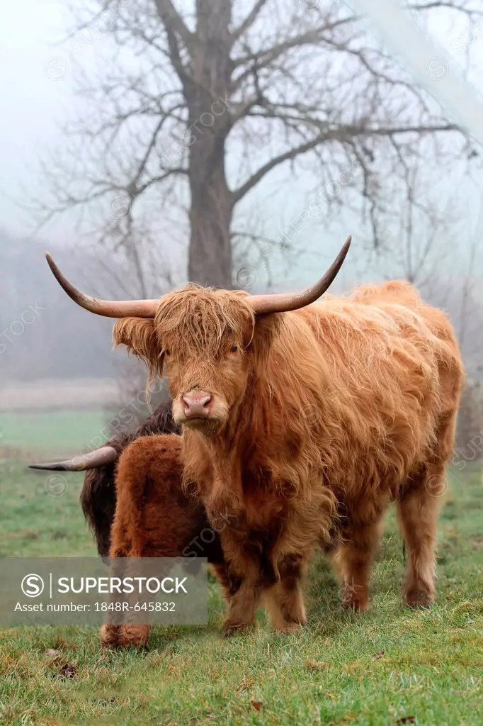 Scottish Highland cattle (Bos primigenius f. taurus) with calf, Allgaeu, Bavaria, Germany, Europe