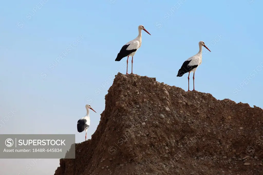 White Storks (Ciconia ciconia), Allgaeu, Bavaria, Germany, Europe
