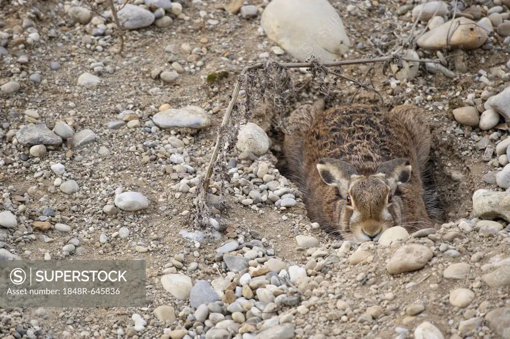 Hare (Lepus europaeus) in shallow depression or form on the ground, Allgaeu, Bavaria, Germany, Europe