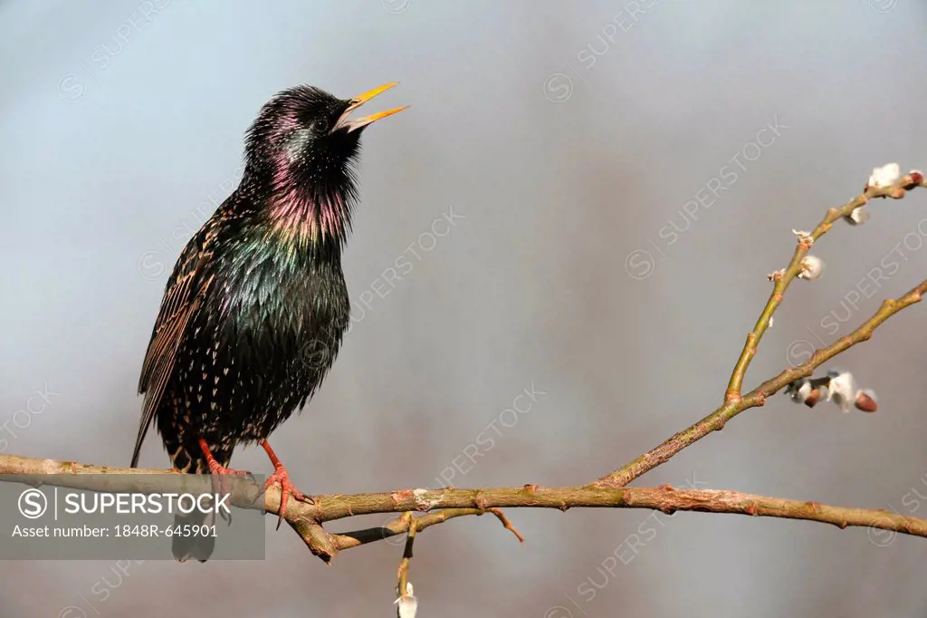 Starling (Sturnus vulgaris), displaying courtship, singing, Allgaeu, Bavaria, Germany, Europe