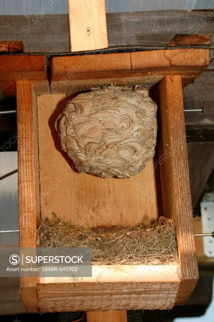 Nest of European hornets (Vespa crabro) in a bird nesting box, front wall was removed, Allgaeu, Bavaria, Germany, Europe