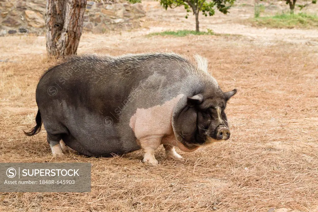 Domestic pig, pot-bellied pig (Sus scrofa domestica), Portugal, Europe