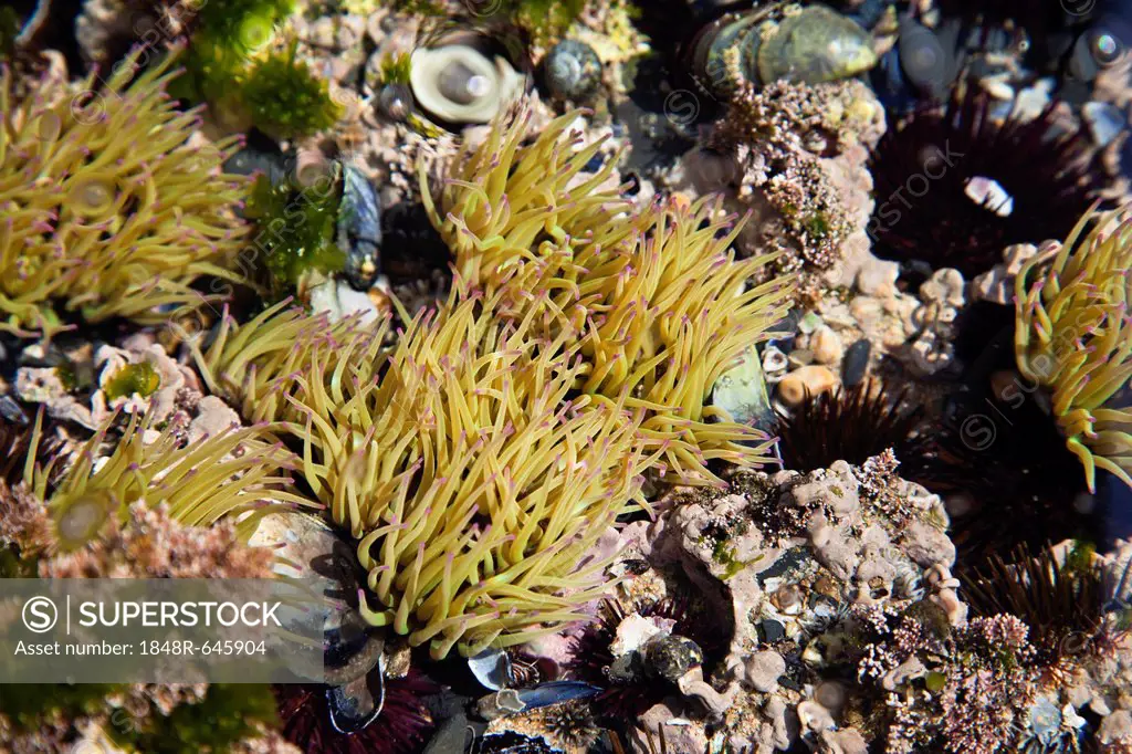 Snakelocks anemone (Anemonia sulcata), tide pool, Algarve, Atlantic, Portugal, Europe