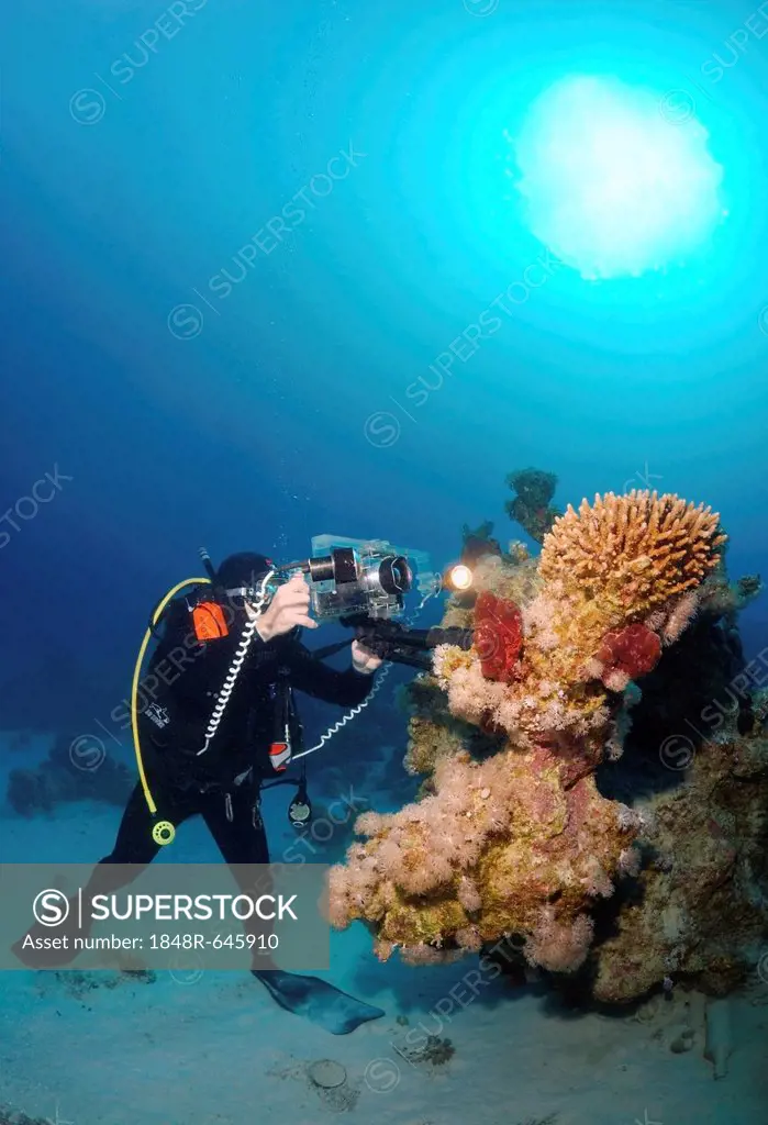 Diving cameraman at coral reef, Red Sea, Egypt, Africa