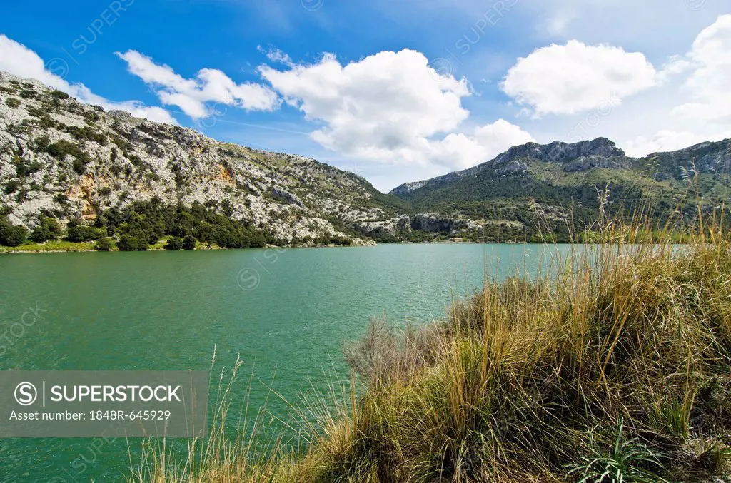 Gorg Blau freshwater lake, dam, nature reserve, Majorca, Balearic Islands, Spain, Europe