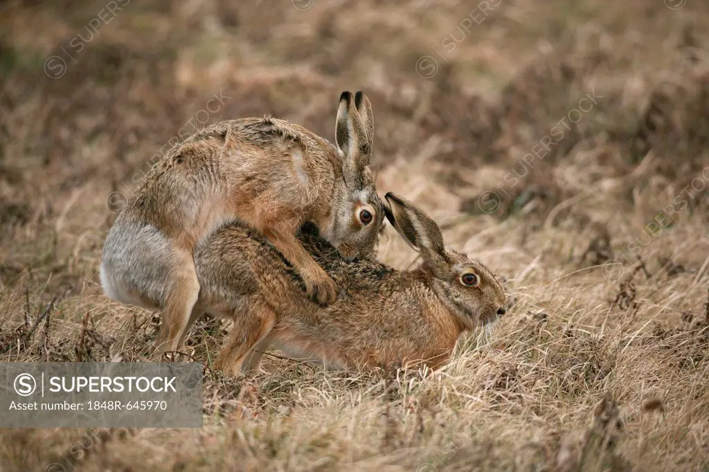 Hares (Lepus europaeus) mating, Allgaeu, Bavaria, Germany, Europe