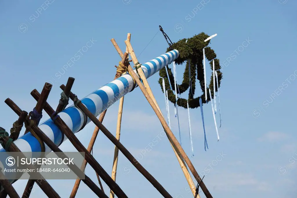 Raising the maypole, Holzhausen am Starnberger See, Muensing community, Upper Bavaria, Bavaria, Germany, Europe