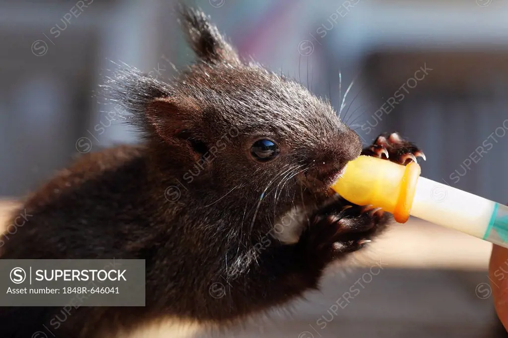 Young squirrel (Sciurus vulgaris) is fed with a pipette, Bavaria, Germany, Europe