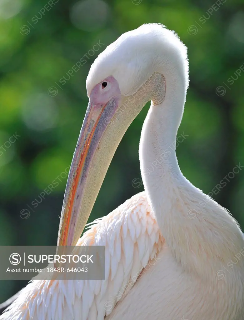 Great White Pelican (Pelecanus onocrotalus), preening