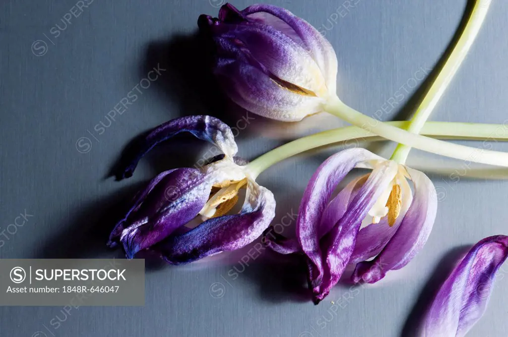 Wilted tulips on stainless steel