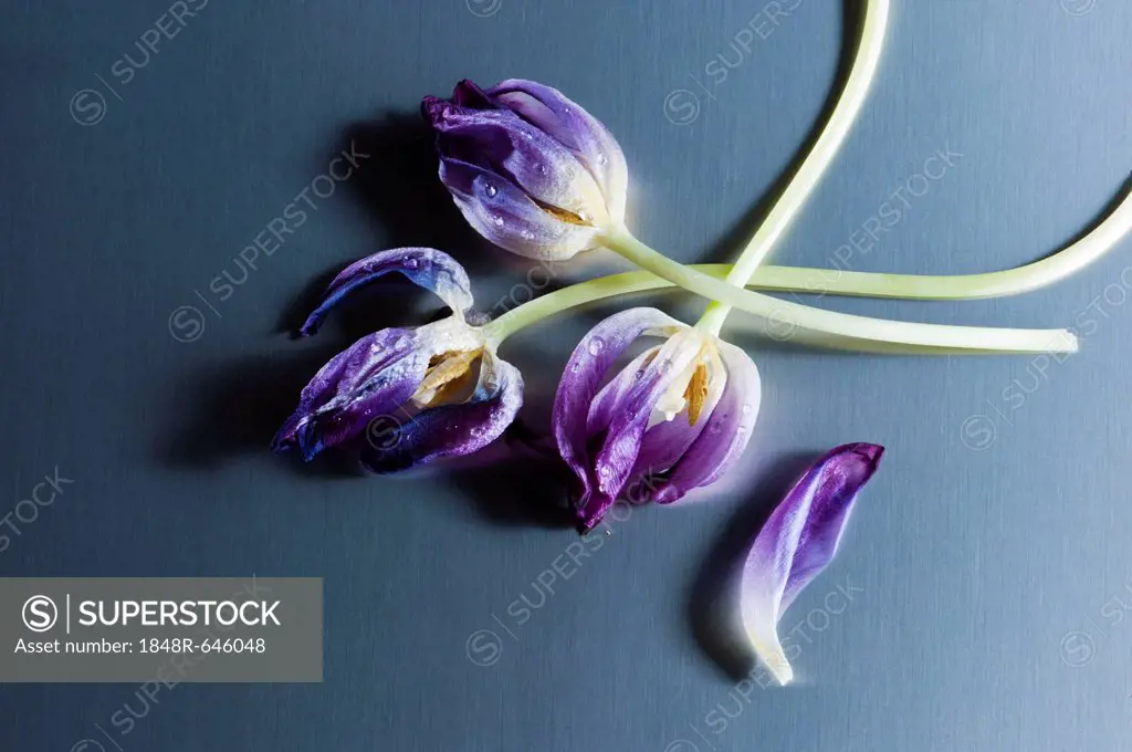 Wilted tulips on stainless steel