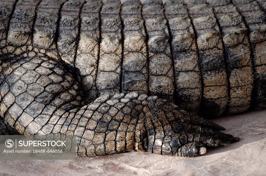 Nile crocodile (Crocodylus niloticus), detail of leg, crocodile farm, Djerba, Tunisia, Maghreb, North Africa, Africa