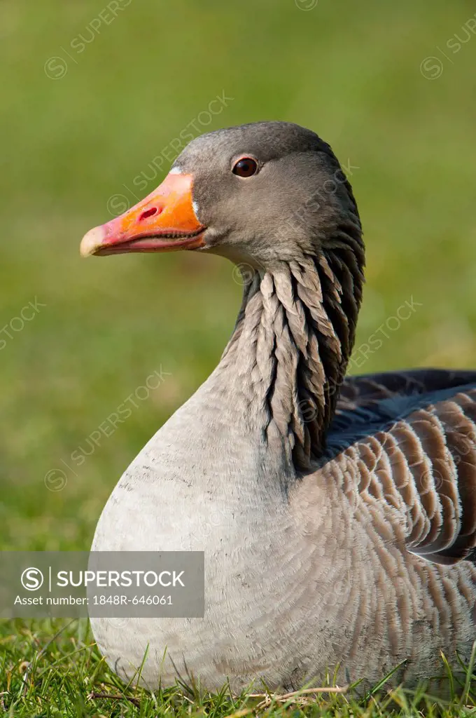 Greylag or Graylag goose (Anser anser), Stuttgart, Baden-Wuerttemberg, Germany, Europe