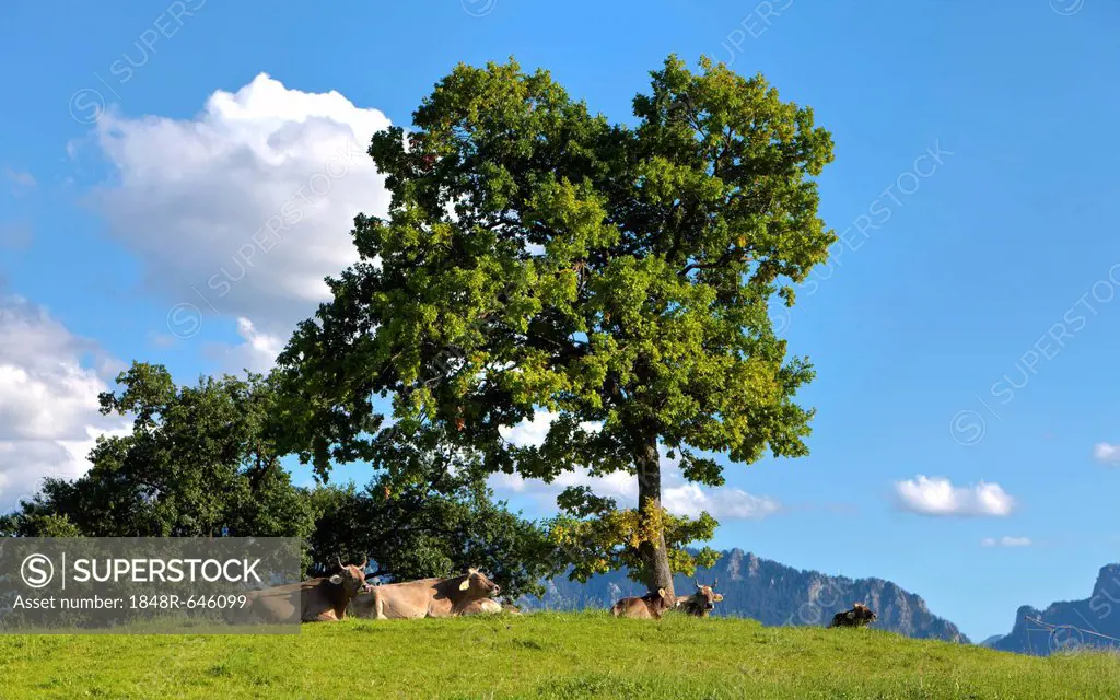 Cows lying under a tree in the afternoon sun, Lake Forggensee, Upper Bavaria, Bavaria, Germany, Europe, PublicGround